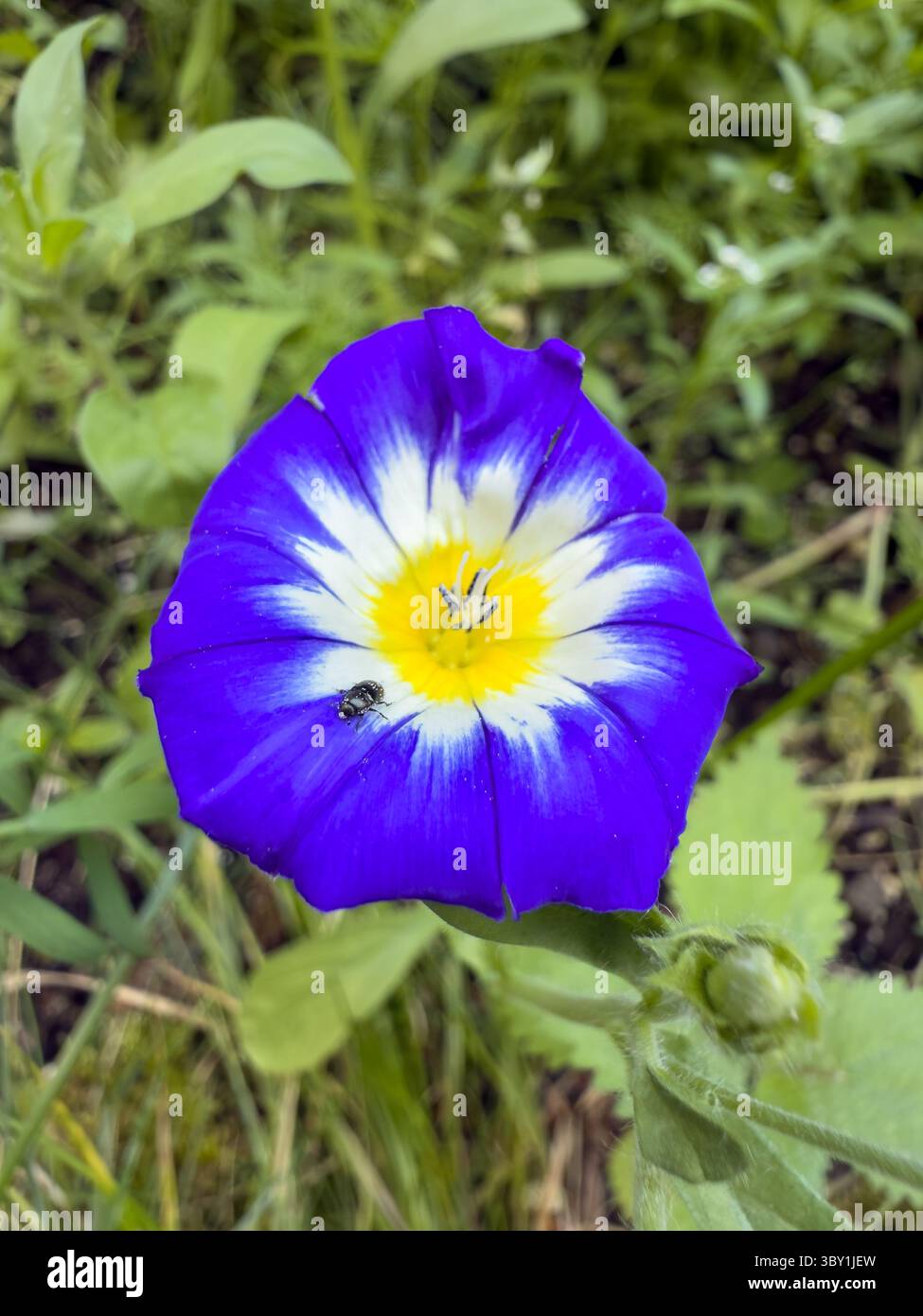 Fiore di campo blu e bianco con centro giallo su sfondo verde lussureggiante, ideale per campagne primaverili, temi benessere floreali, marchio ecologico, natu - Immagine stock catturata con smartphone