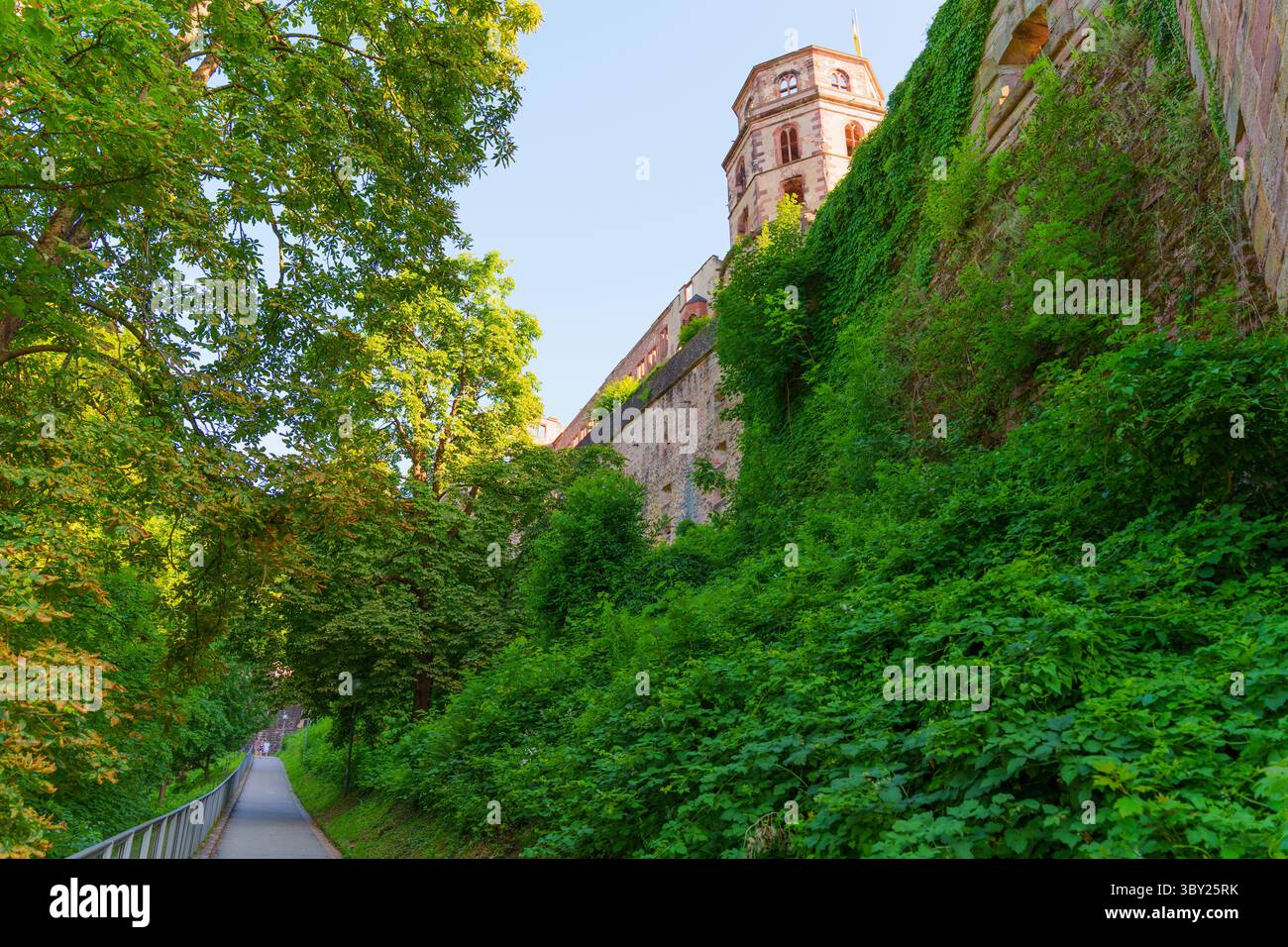 Un tranquillo sentiero delimitato da una fitta vegetazione conduce allo storico Castello di Heidelberg, catturando l'essenza della bellezza naturale circostante. Foto Stock