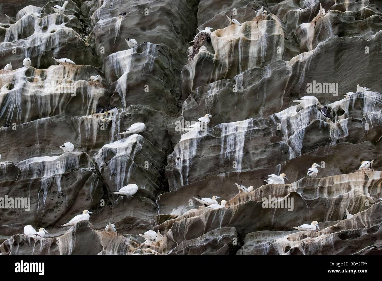 Gannet annidato sulle scogliere di Noss sulle Shetland in Scozia Foto Stock