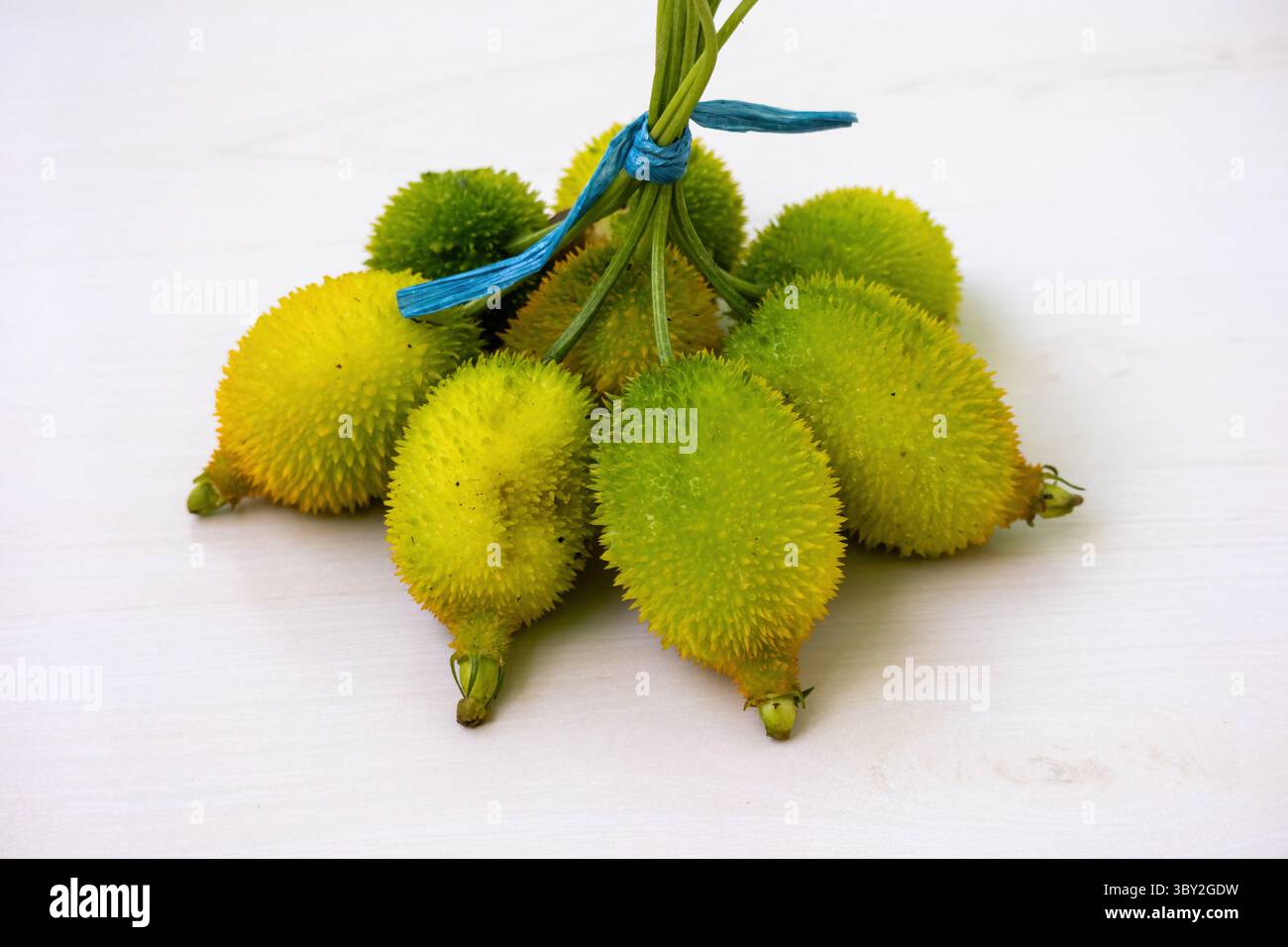 Buongustai spinosi appena raccolti (Momordica dioica) dal giardino, legati con una corda di plastica. Noto anche come spine gourd, teasel gourd, kakrol, kantola, b Foto Stock