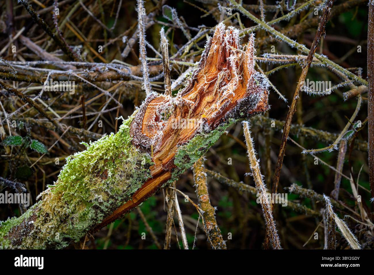 Un ramo rotto risplende di gelo, mostrando i dettagli intricati dell'inverno. L'aria fredda lo circonda, catturando l'essenza della stagione in Hen Foto Stock