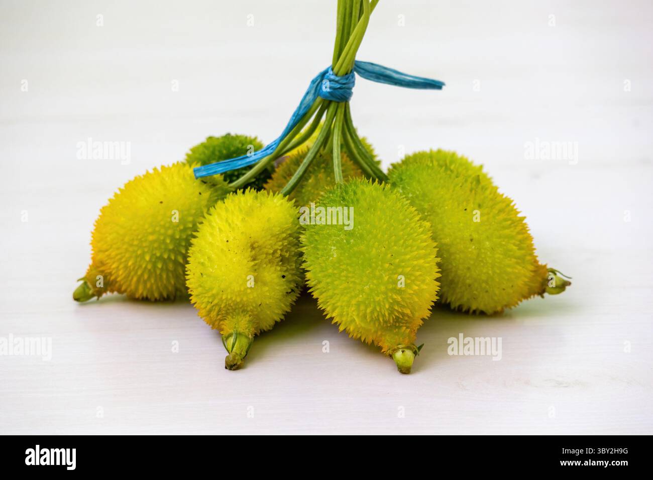 I buongustai spinosi appena raccolti (Momordica dioica), noti anche come kakrol o kantola, sono presentati in un vivace primo piano, perfetto per la salute e gli organi Foto Stock