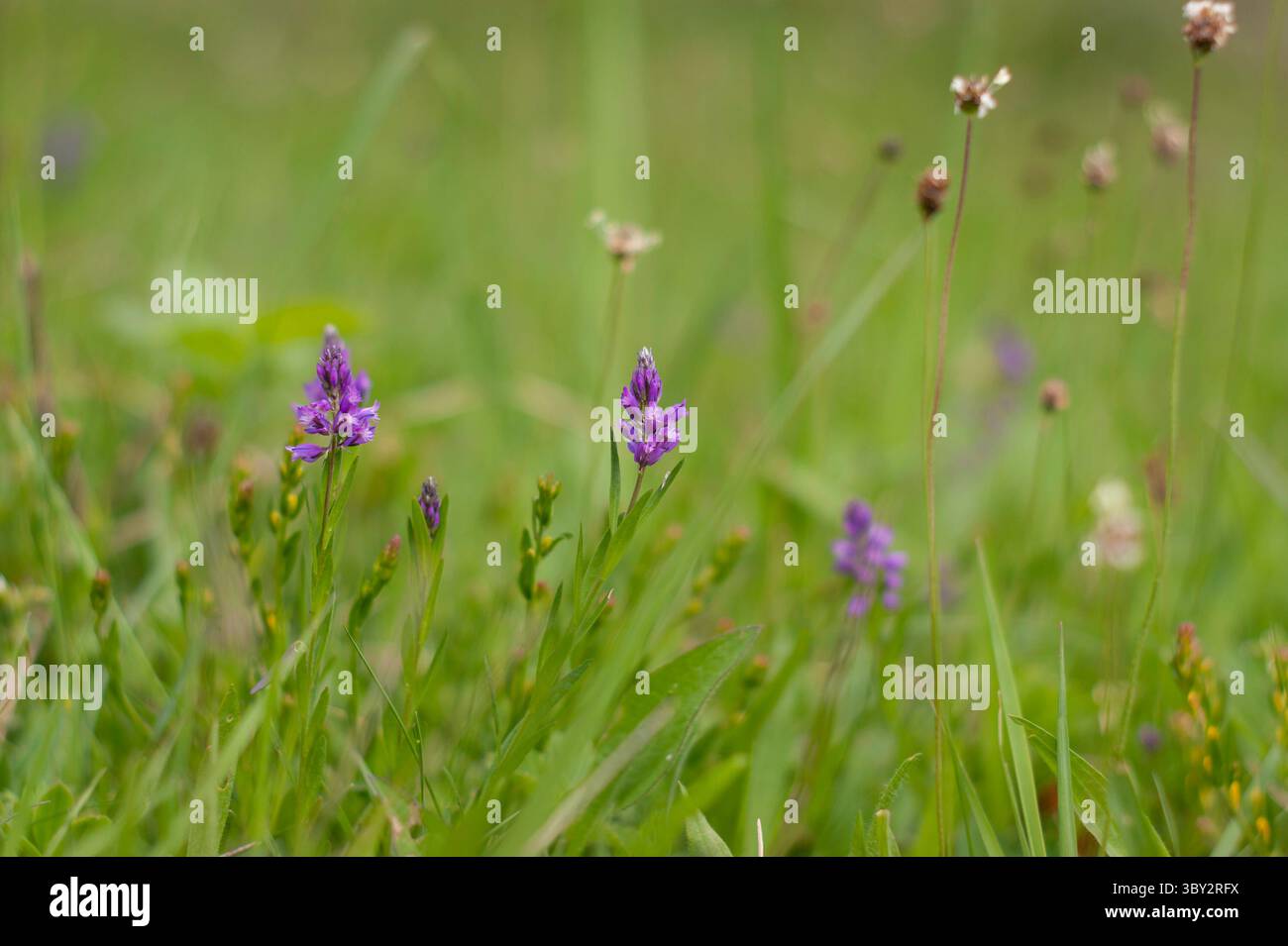 Fiori selvatici viola in una lussureggiante scena di prato, erba verde brillante e luce solare soffusa Foto Stock