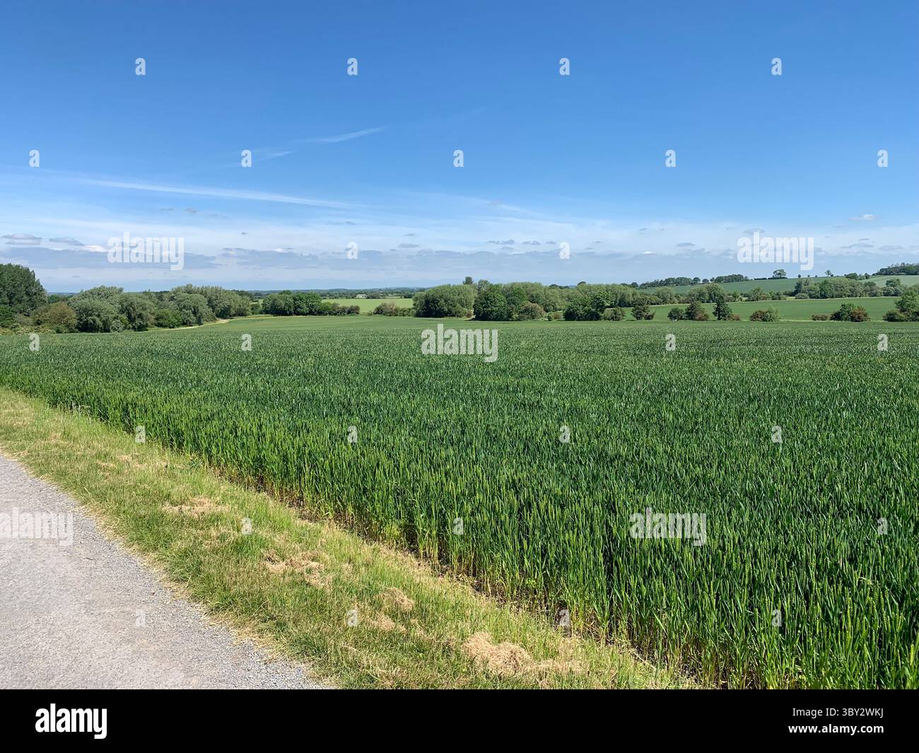 Numerose riprese della campagna, della fauna selvatica e delle giornate divertenti in giro per l'Oxfordshire Foto Stock