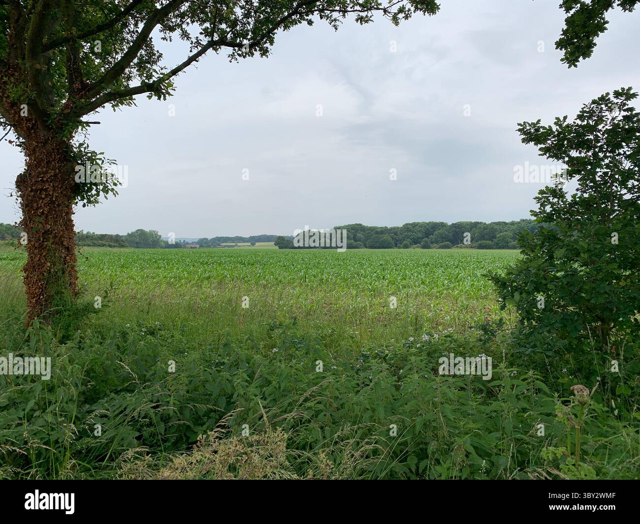 Numerose riprese della campagna, della fauna selvatica e delle giornate divertenti in giro per l'Oxfordshire Foto Stock