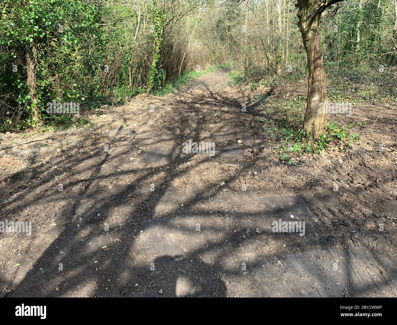Numerose riprese della campagna, della fauna selvatica e delle giornate divertenti in giro per l'Oxfordshire Foto Stock