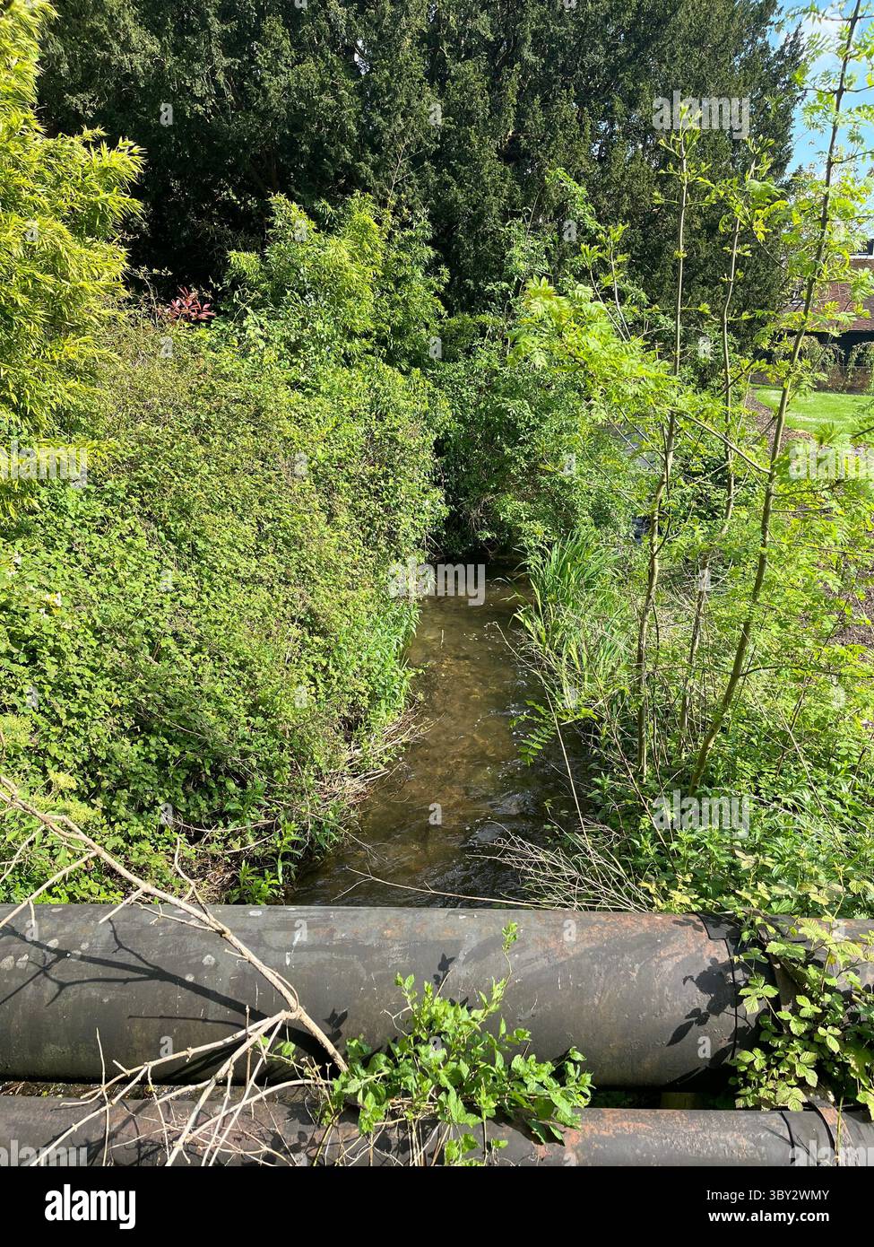 Numerose riprese della campagna, della fauna selvatica e delle giornate divertenti in giro per l'Oxfordshire Foto Stock