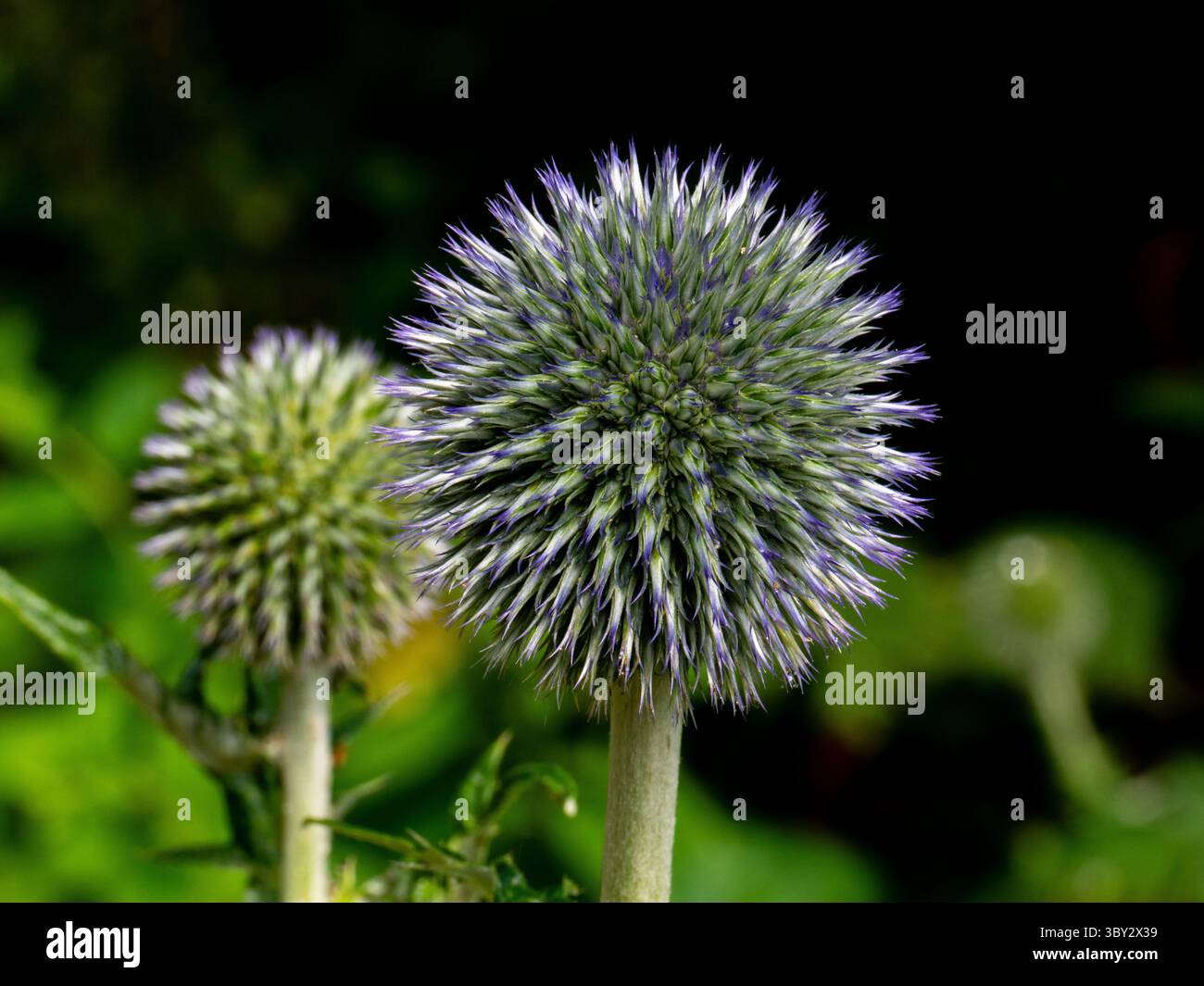 Un' immagine di un cardo globo con sfondo bokeh . Foto di alta qualità Foto Stock