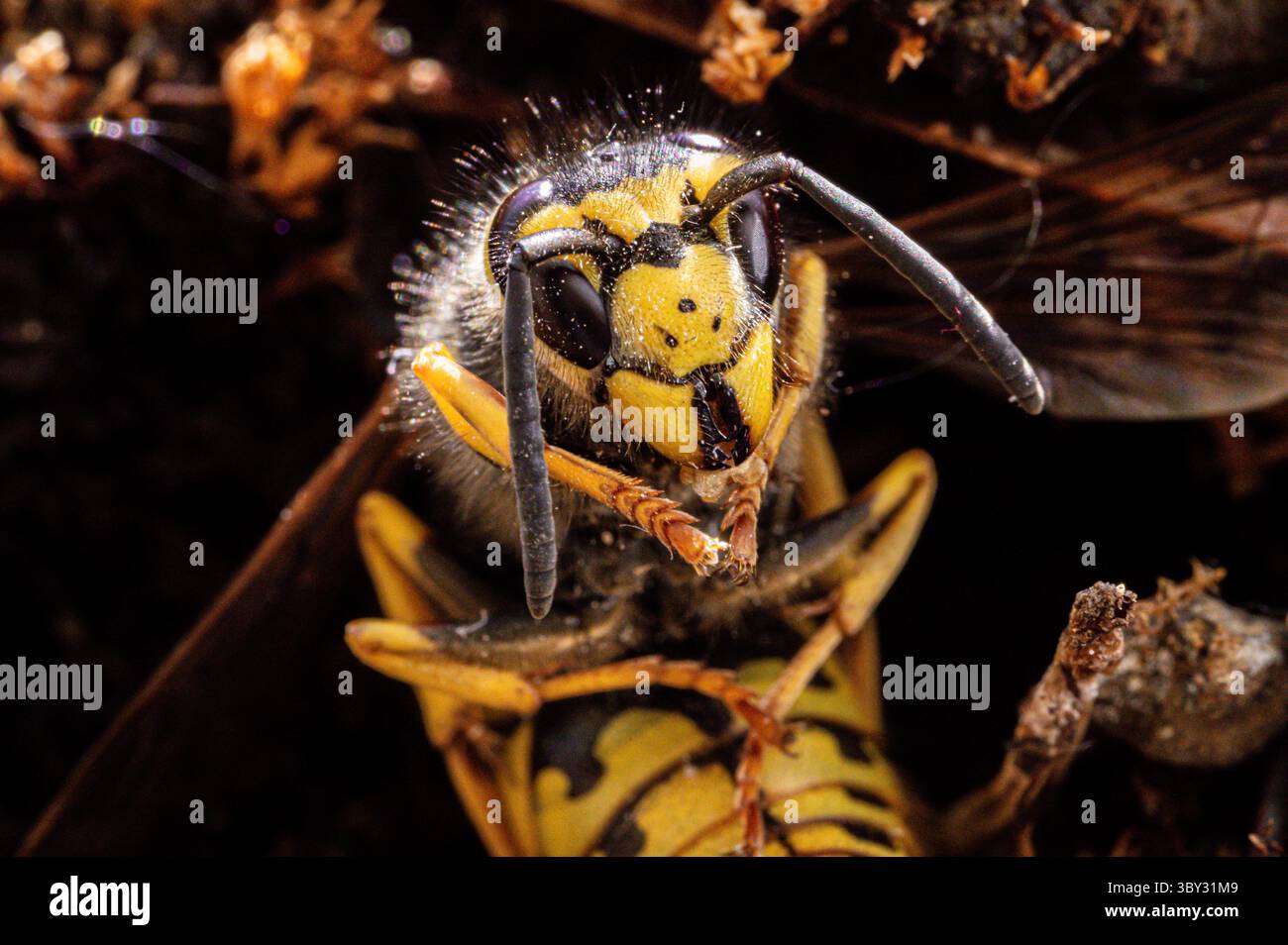 Primo piano di una vespa con distinti motivi gialli e neri nel suo habitat naturale, Jena, Turingia, Germania Foto Stock