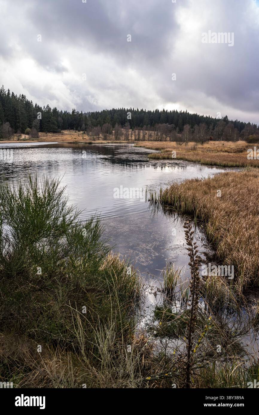 Schwarzsee nell'alto Fens, provincia di Liegi, Belgio Foto Stock