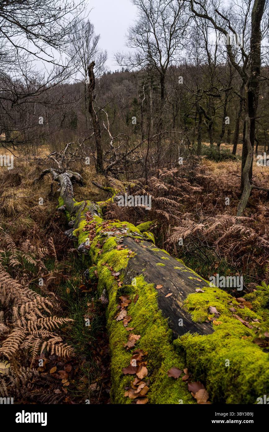 Albero caduto nell'alto Fens, provincia di Liegi, Belgio Foto Stock