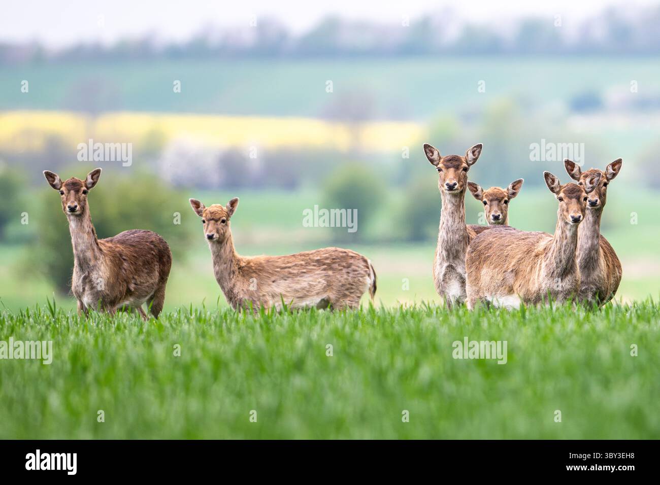 Una mandria di cervi a riposo, Ostholstein, Schleswig-Holstein, Germania Foto Stock