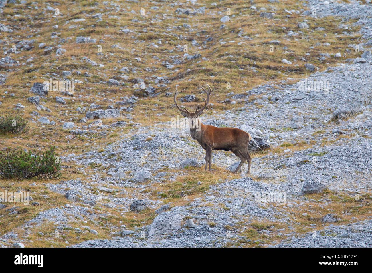 Cervo rosso, Cervus elaphus, cervo rosso sulla montagna, Graubünden, Svizzera Foto Stock