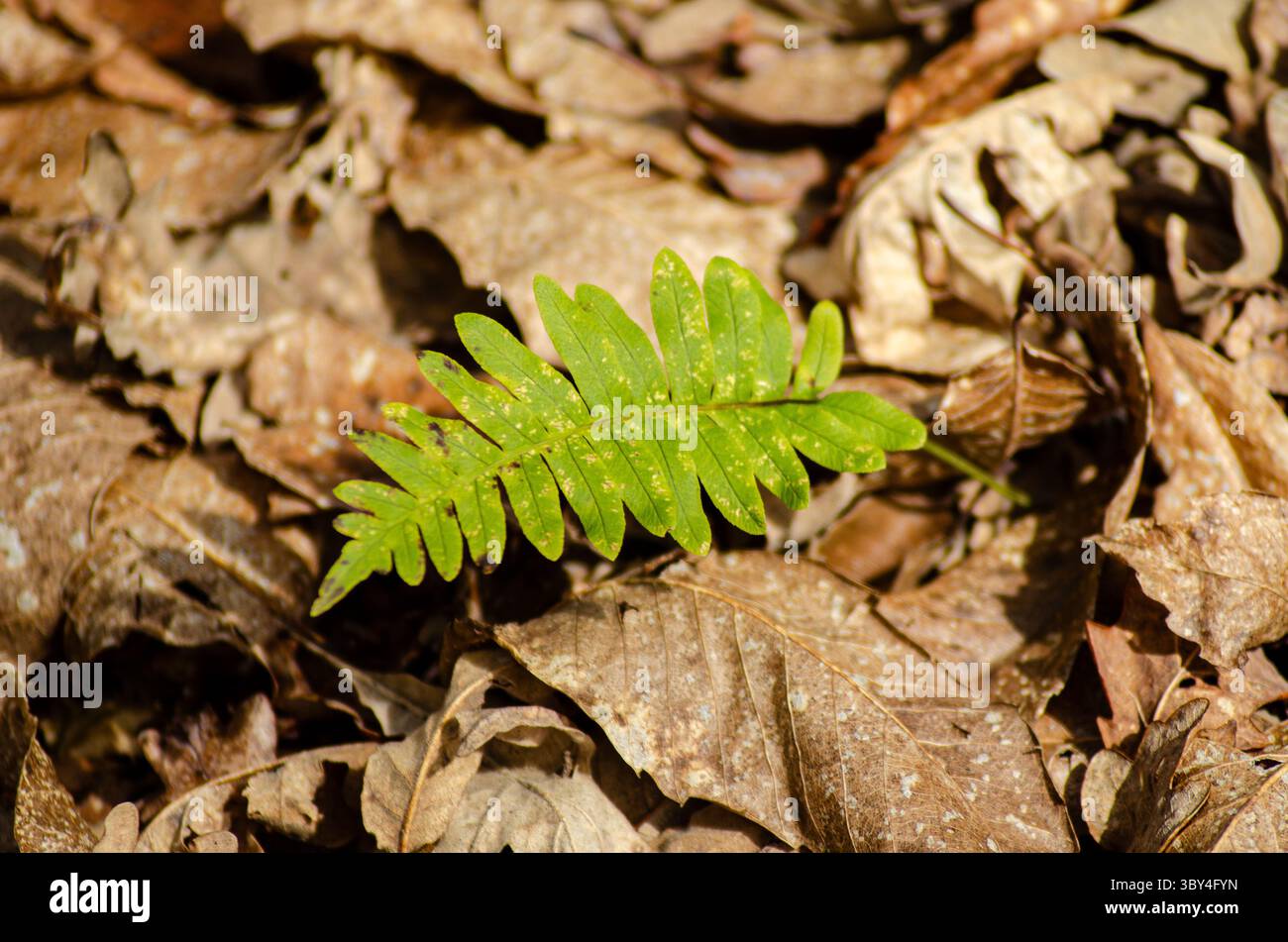 Singola foglia verde di felce su un letto di foglie secche autunnali. Foto Stock
