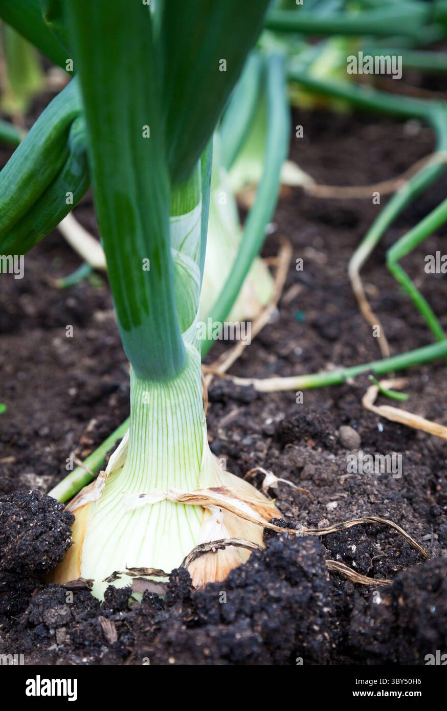 Onion cresce in giardino Foto Stock