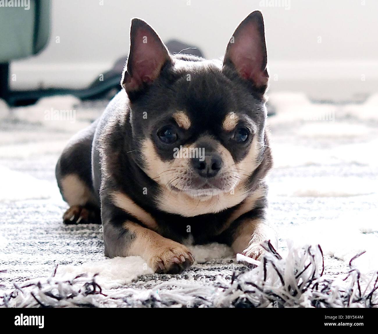 Un chihuahua dai capelli corti Foto Stock
