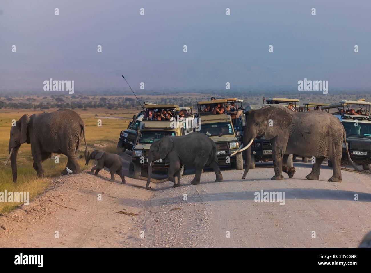 Parco nazionale di Amboseli, Kenya - 24 giugno 2025: Turisti in fuoristrada, veicoli sportivi, fotografare una famiglia di elefanti che attraversano una strada sterrata Foto Stock