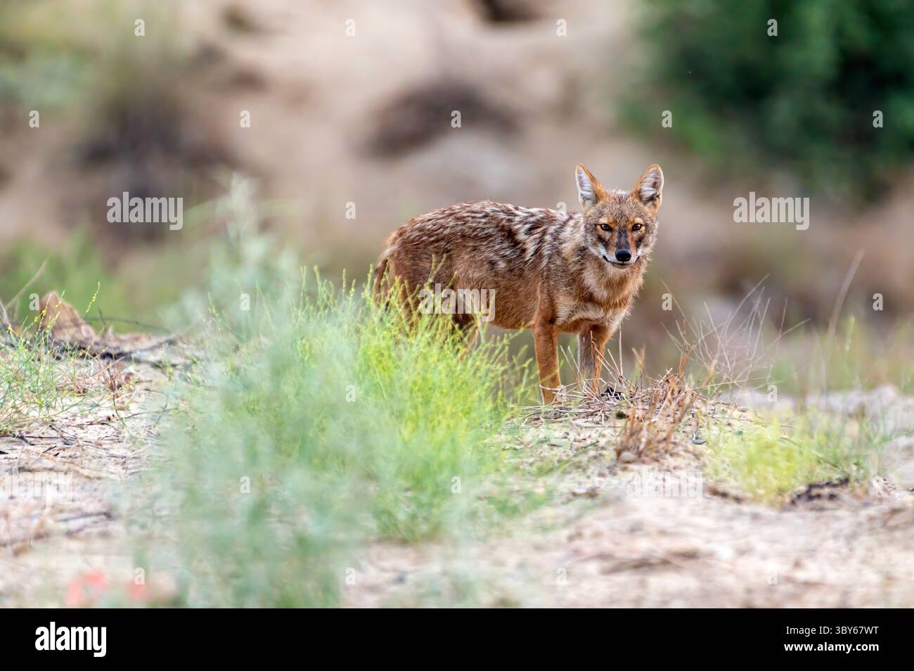 Lo sciacallo dorato, chiamato anche sciacallo comune, è un canide simile a un lupo originario dell'Eurasia. Foto Stock