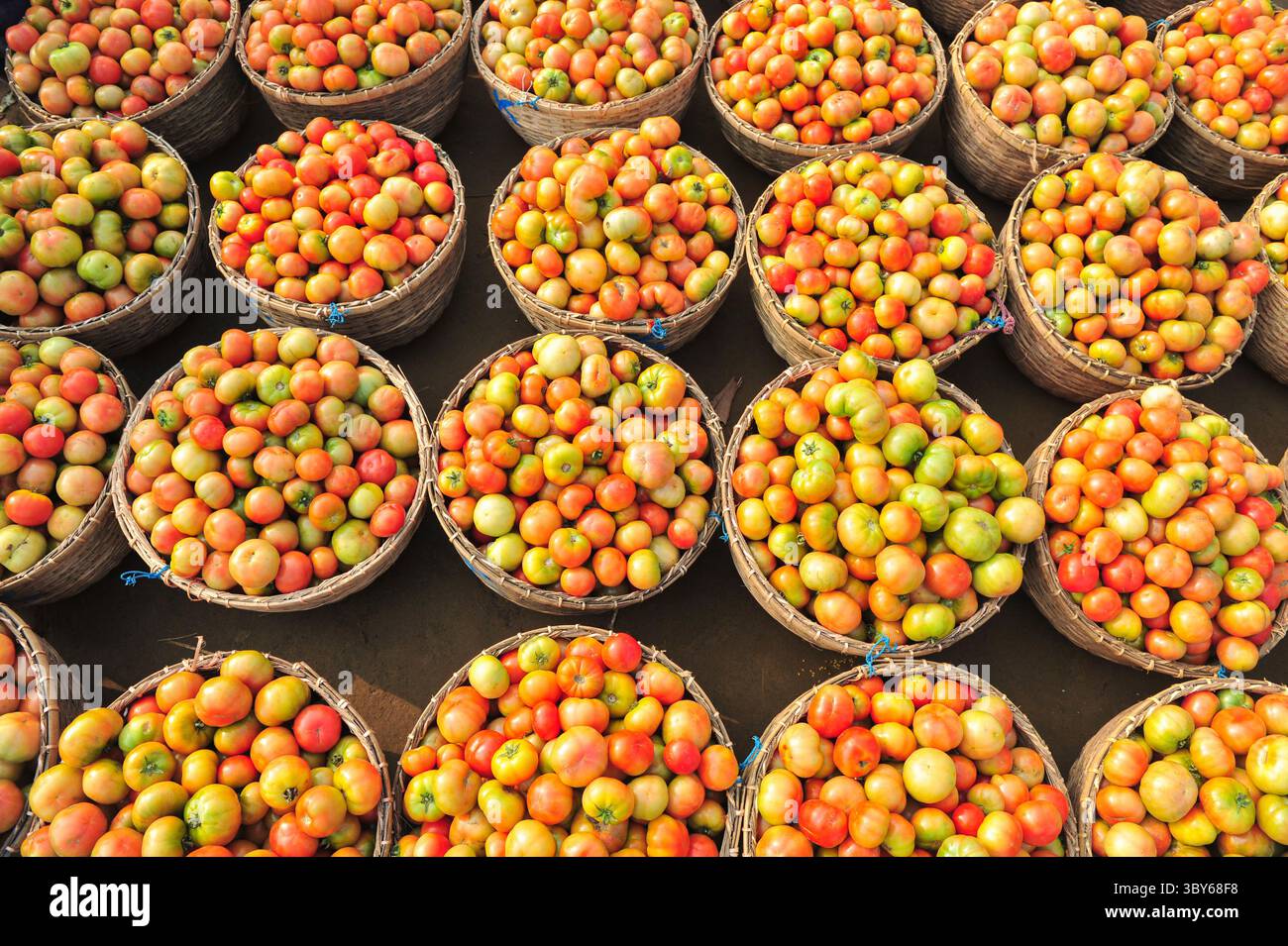 8 febbraio 2022: 8 febbraio 2022. Kanaighat Upazila, Bangladesh: Tomatto coltivato localmente per vendere sulla riva del fiume Surma dopo l'alba presso il Kanaighat Upazila di Sylhet, Bangladesh. (Immagine di credito: © MD Rafayat Haque Khan/ZUMA Press Wire) Foto Stock