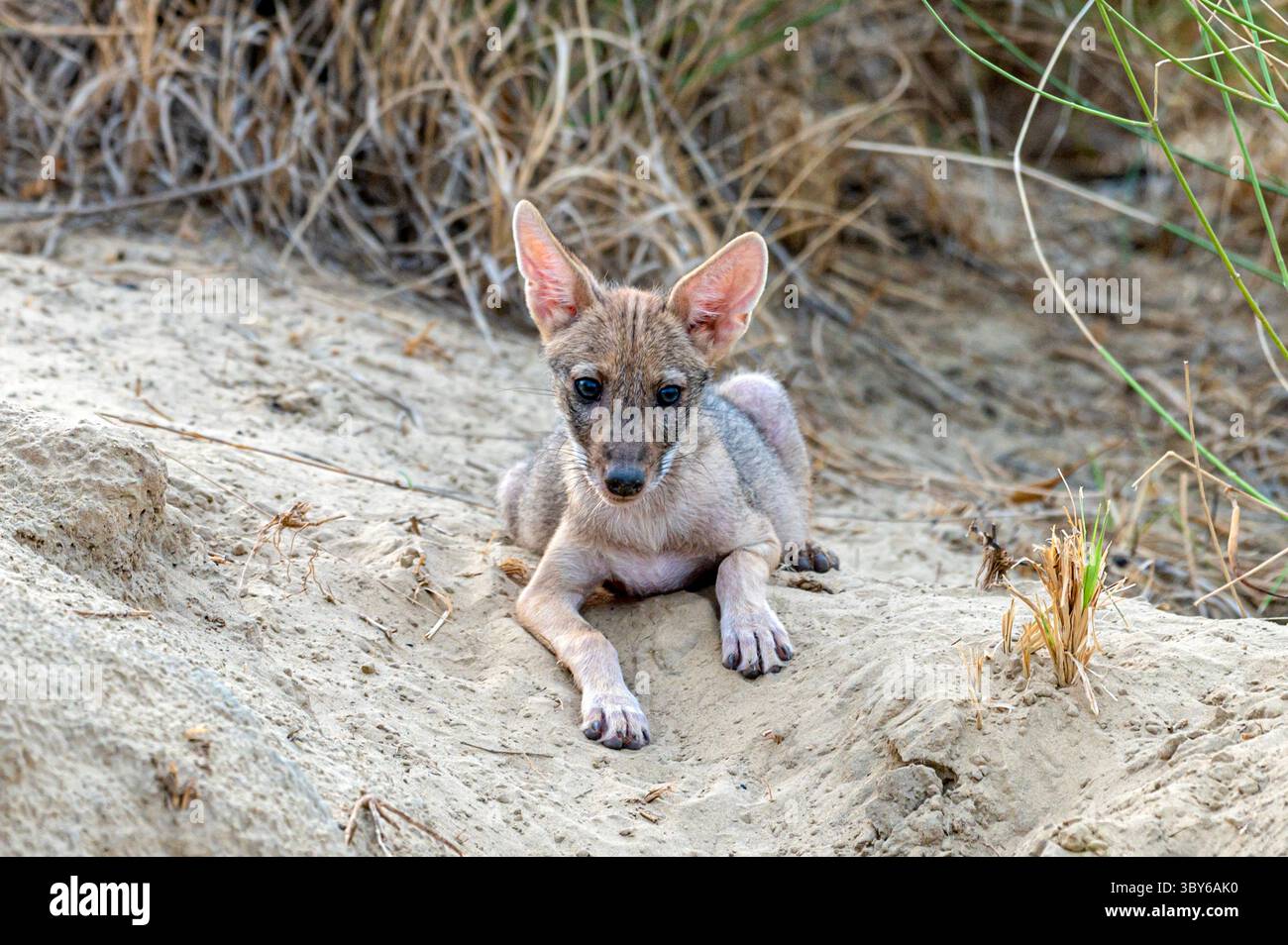Lo sciacallo dorato, chiamato anche sciacallo comune, è un canide simile a un lupo originario dell'Eurasia. Foto Stock
