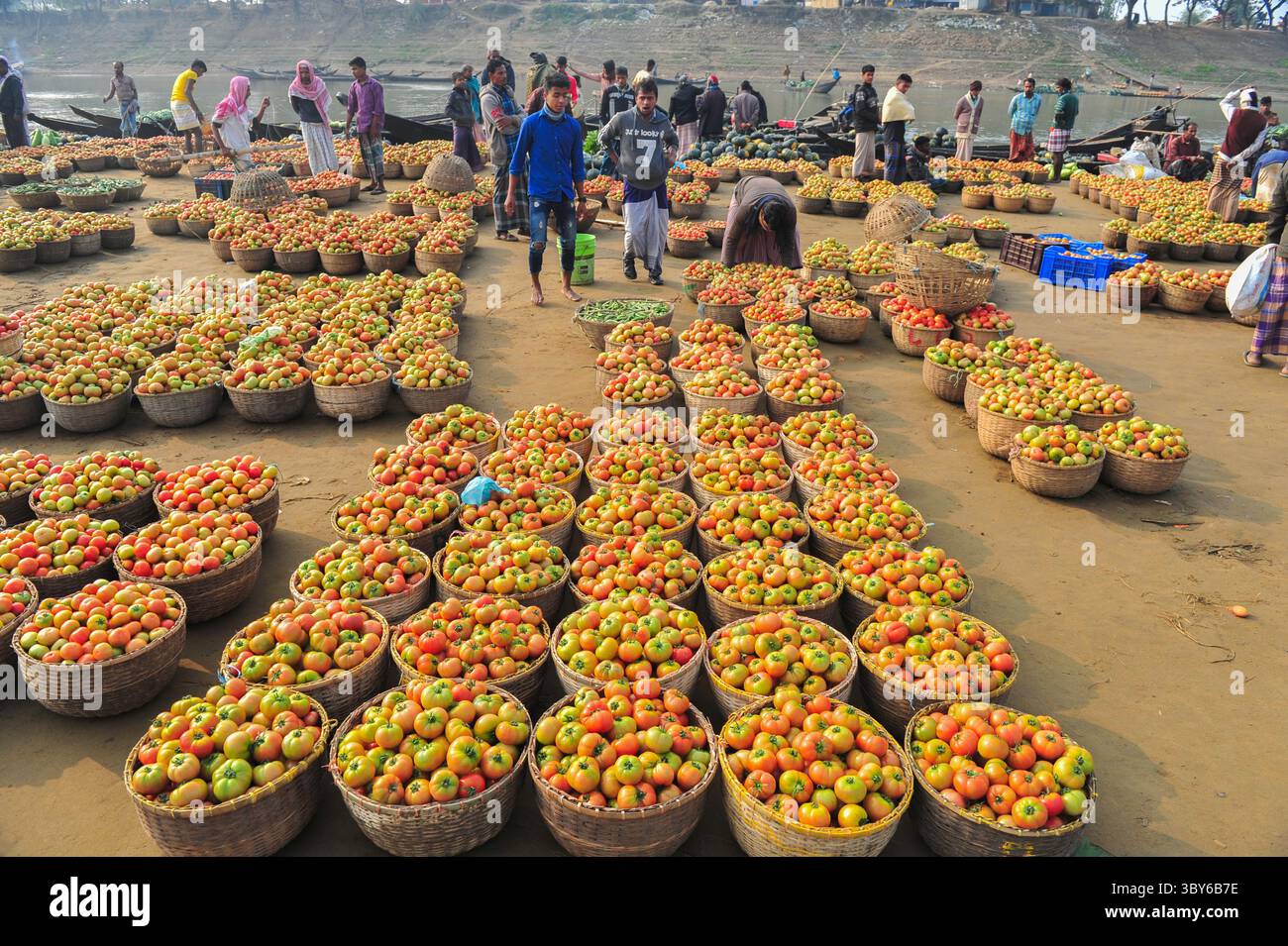 8 febbraio 2022: Kanaighat Upazila, Bangladesh: Tomatto coltivato localmente per vendere sulla riva del fiume Surma dopo l'alba presso il Kanaighat Upazila di Sylhet, Bangladesh. (Immagine di credito: © MD Rafayat Haque Khan/ZUMA Press Wire) Foto Stock