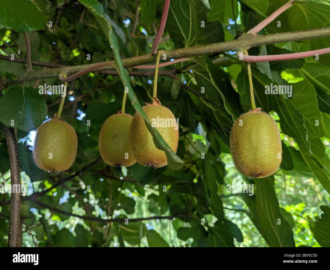 kiwi in italia Foto Stock