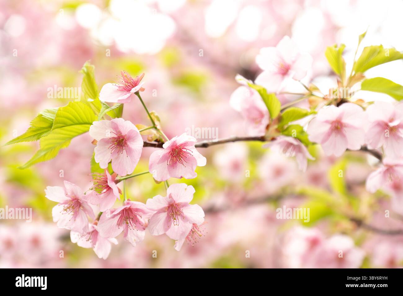 Primo piano dei fiori di ciliegio sakura in piena fioritura a Tokyo, Giappone. Foto Stock