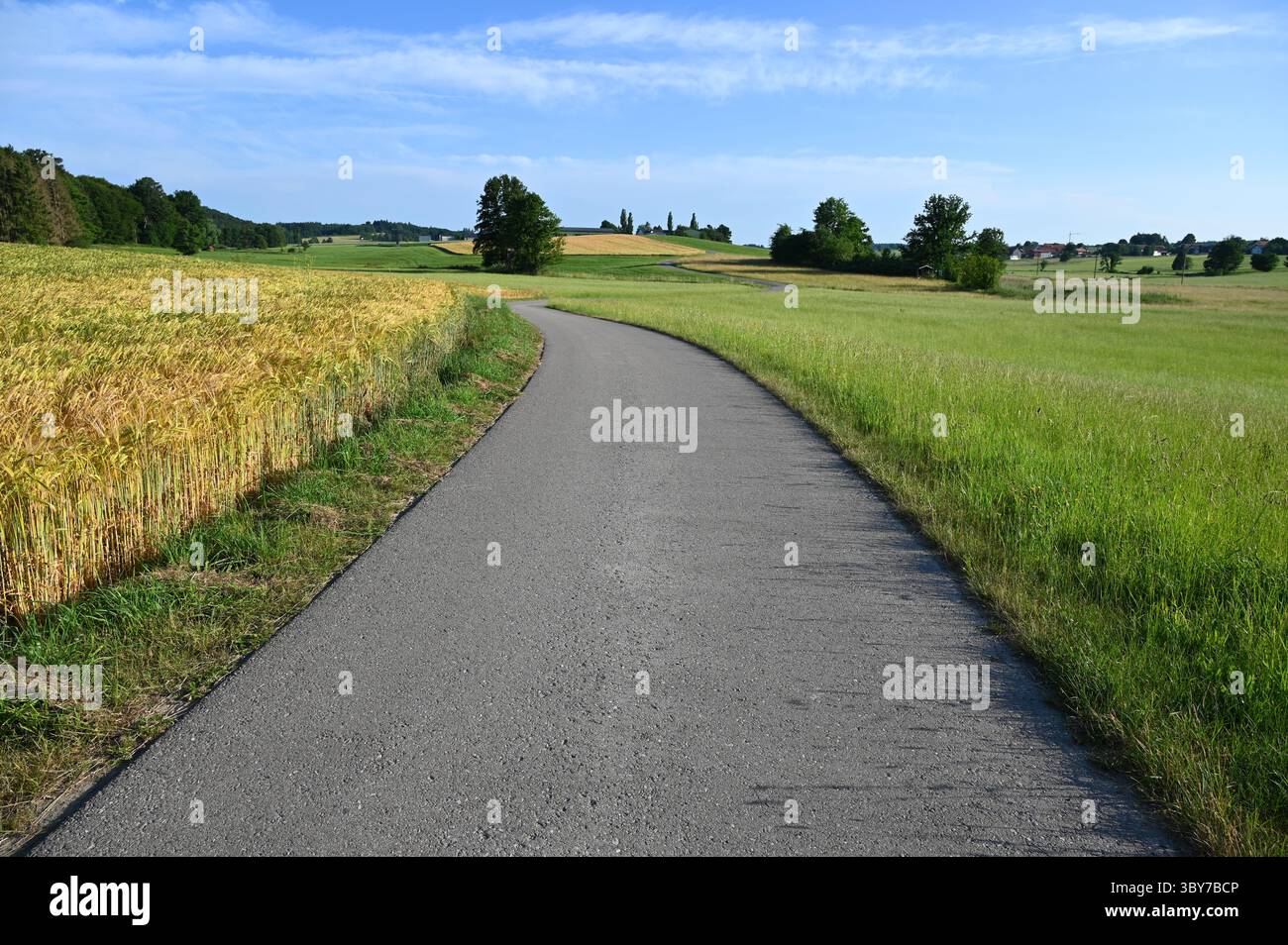 Bellissimo paesaggio illuminato dal sole con cieli azzurri e strada infinita tra campi di grano nella campagna bavarese (Konradshofen, Baviera, Germania) Foto Stock