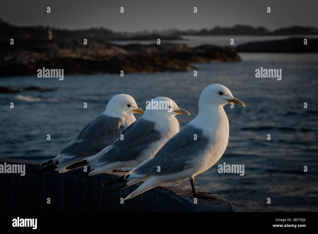 Un gruppo di gabbiani arroccati su una sporgenza, illuminati dalla calda luce serale, con una montagna aspra e morbide nuvole in lontananza. Foto Stock