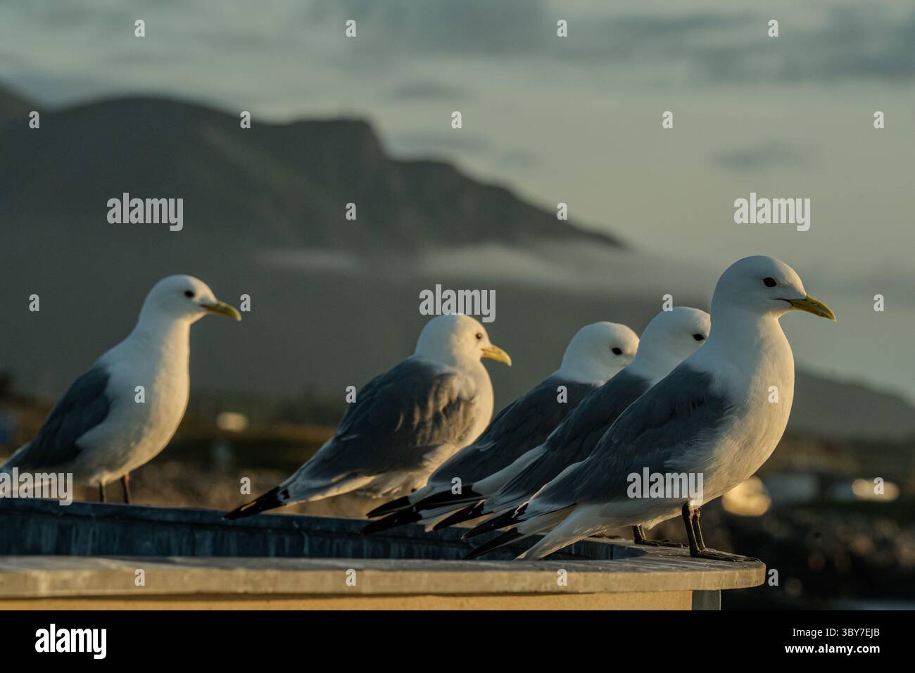 Un gruppo di gabbiani arroccati su una sporgenza, illuminati dalla calda luce serale, con una montagna aspra e morbide nuvole in lontananza. Foto Stock