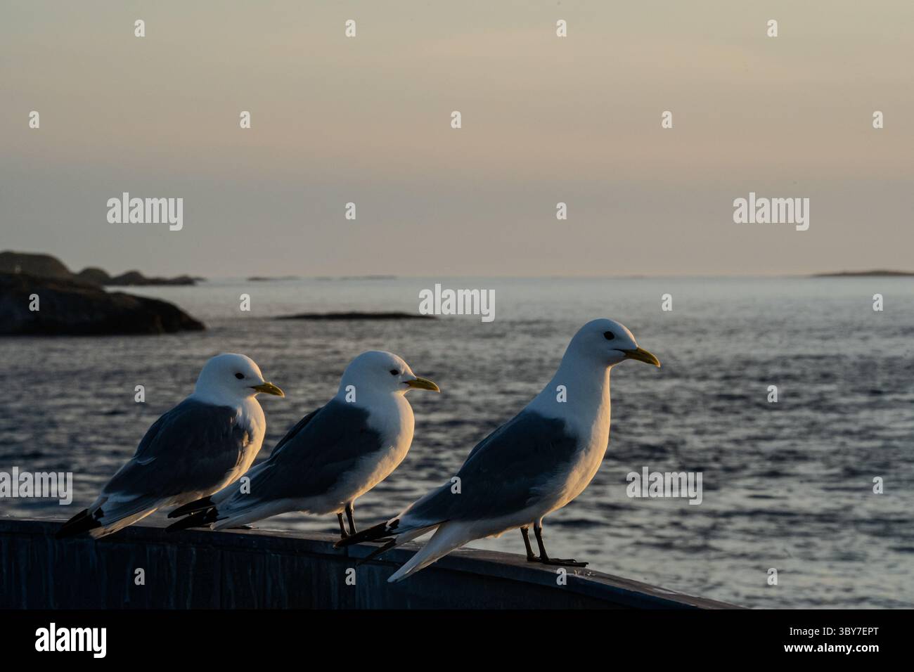 Un gruppo di gabbiani arroccati su una sporgenza, illuminati dalla calda luce serale, con una montagna aspra e morbide nuvole in lontananza. Foto Stock