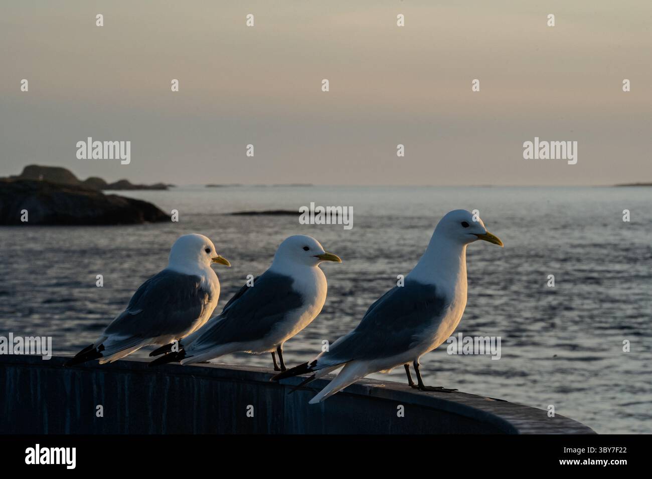 Un gruppo di gabbiani arroccati su una sporgenza, illuminati dalla calda luce serale, con una montagna aspra e morbide nuvole in lontananza. Foto Stock