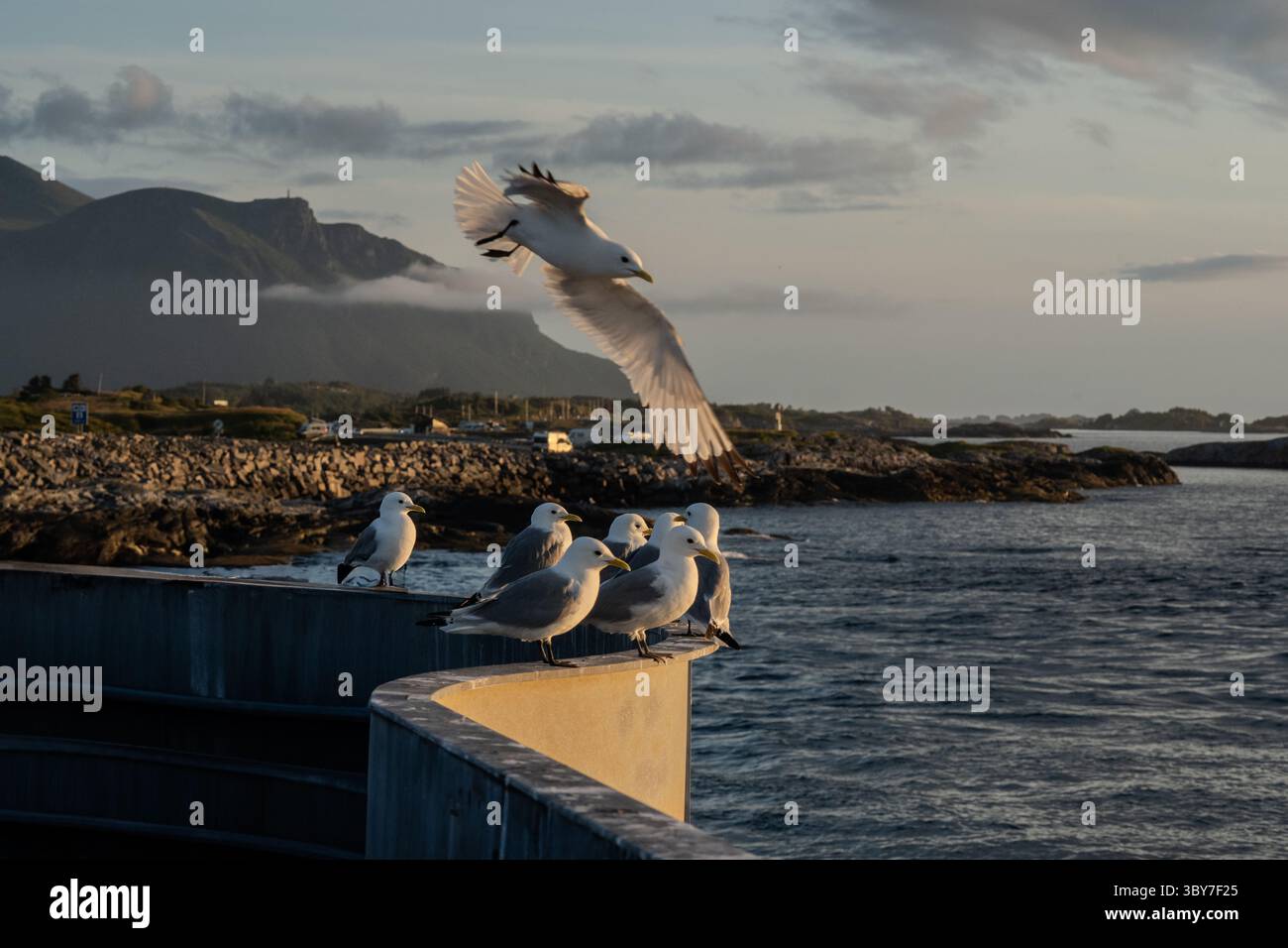 Un gruppo di gabbiani arroccati su una sporgenza, illuminati dalla calda luce serale, con una montagna aspra e morbide nuvole in lontananza. Foto Stock