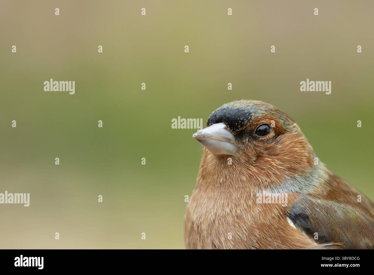 Zaffinch eurasiatico (Fringilla coelebs) ritratto della testa di uccello maschile adulto, Inghilterra, Regno Unito Foto Stock