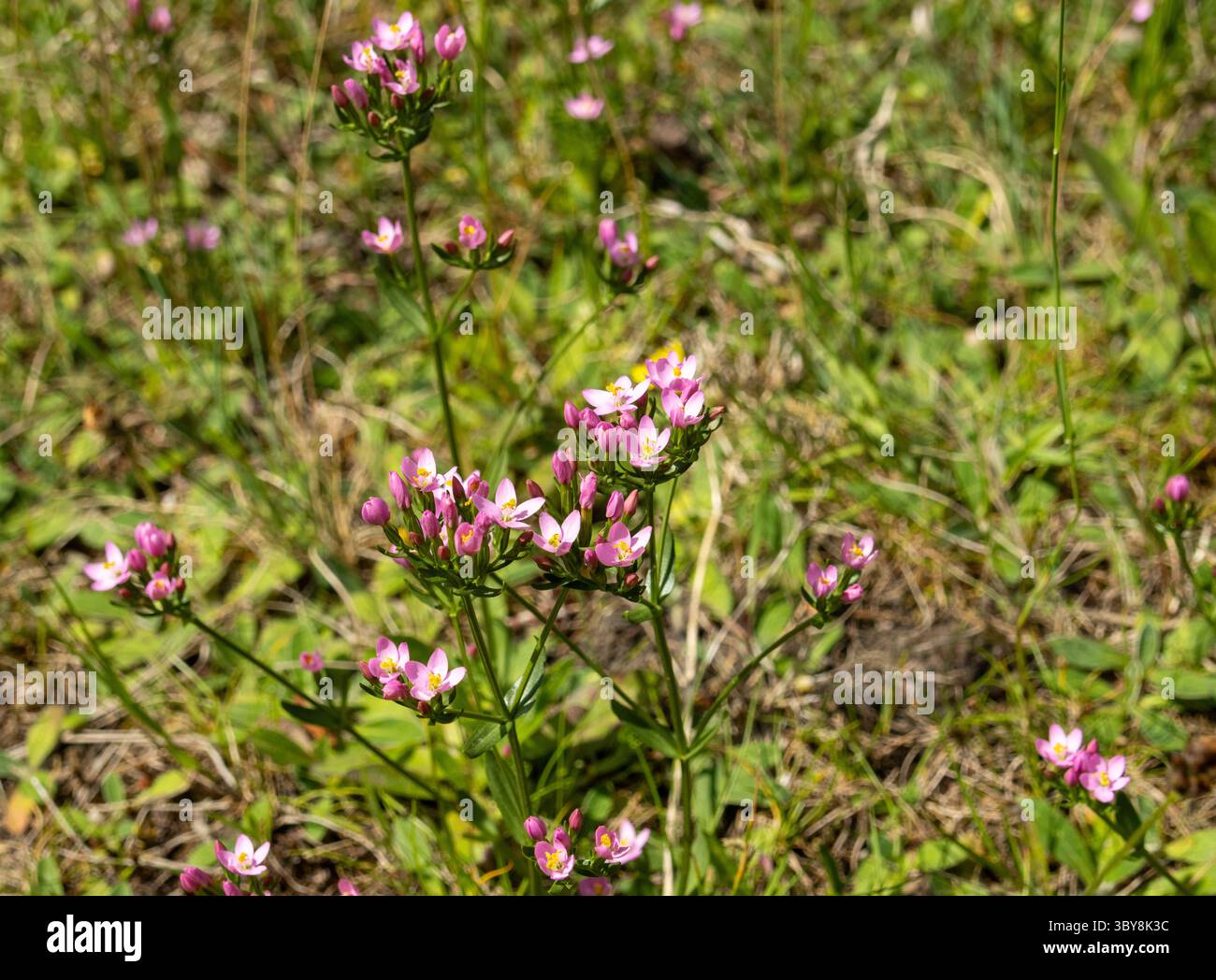 Centaurio comune nel fiore Foto Stock
