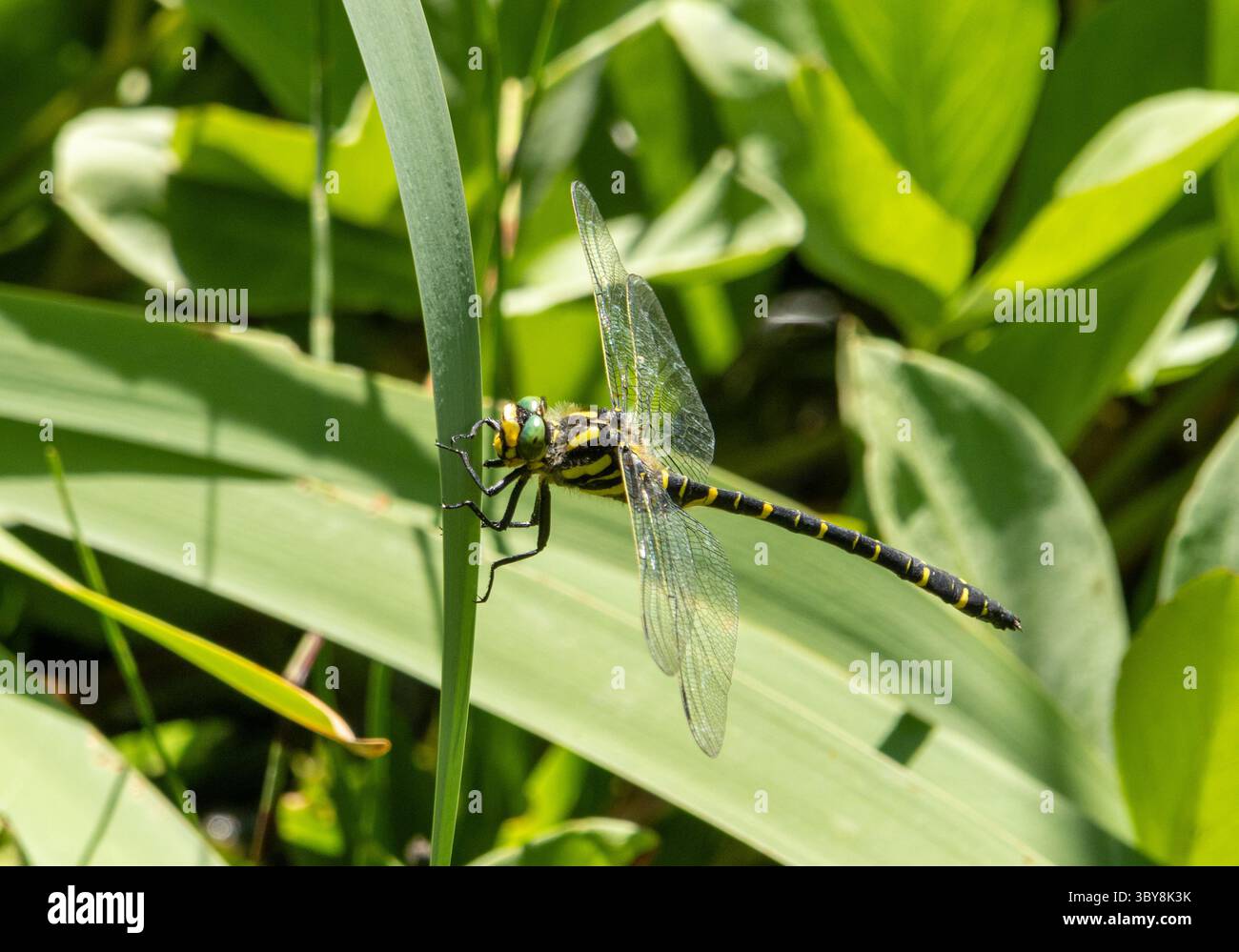 Dragonfly ad anello dorato arroccato sulla foglia Foto Stock