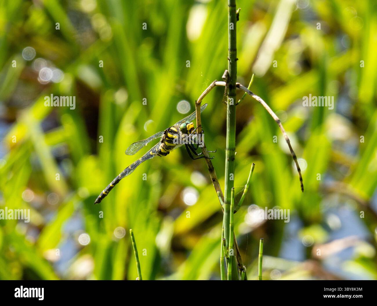 Dragonfly ad anello dorato arroccato sulla foglia Foto Stock