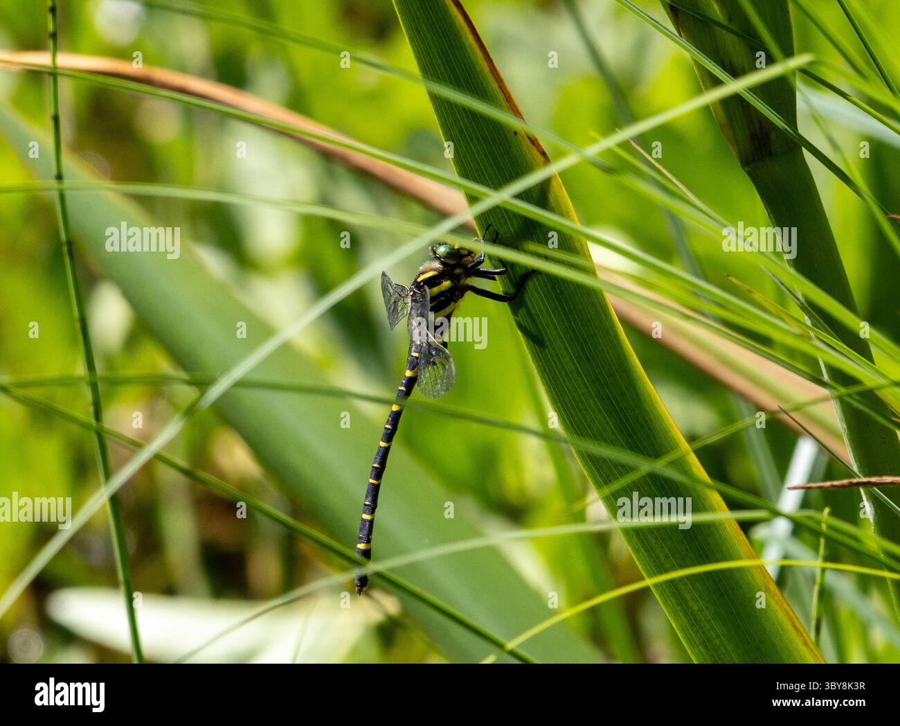 Dragonfly ad anello dorato arroccato sulla foglia Foto Stock