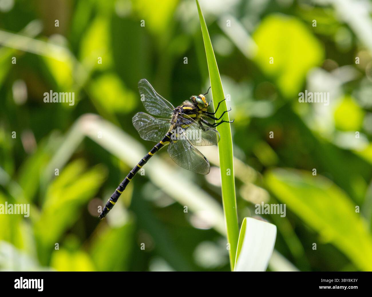 Dragonfly ad anello dorato arroccato sulla foglia Foto Stock