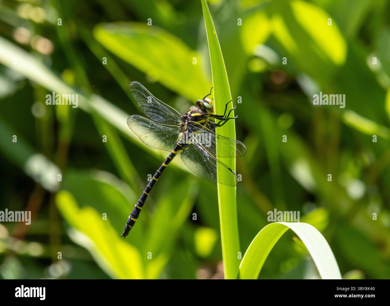 Dragonfly ad anello dorato arroccato sulla foglia Foto Stock