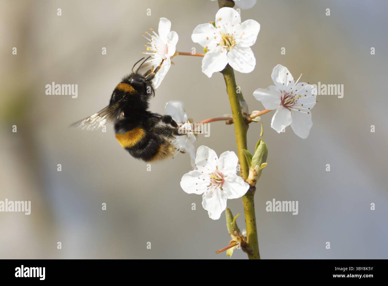 bumblebee dalla coda di buff (Bombus terrestris) insetti adulti di api che si nutrono della fioritura dell'albero di Blackthorn in primavera, Inghilterra, Regno Unito Foto Stock