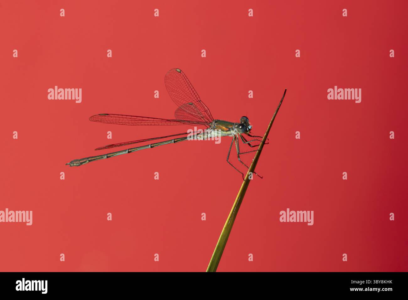 Zanzara smeraldo (Lestes sponsa) insetto adulto appoggiato su uno stelo di piante di canna, Inghilterra, Regno Unito Foto Stock