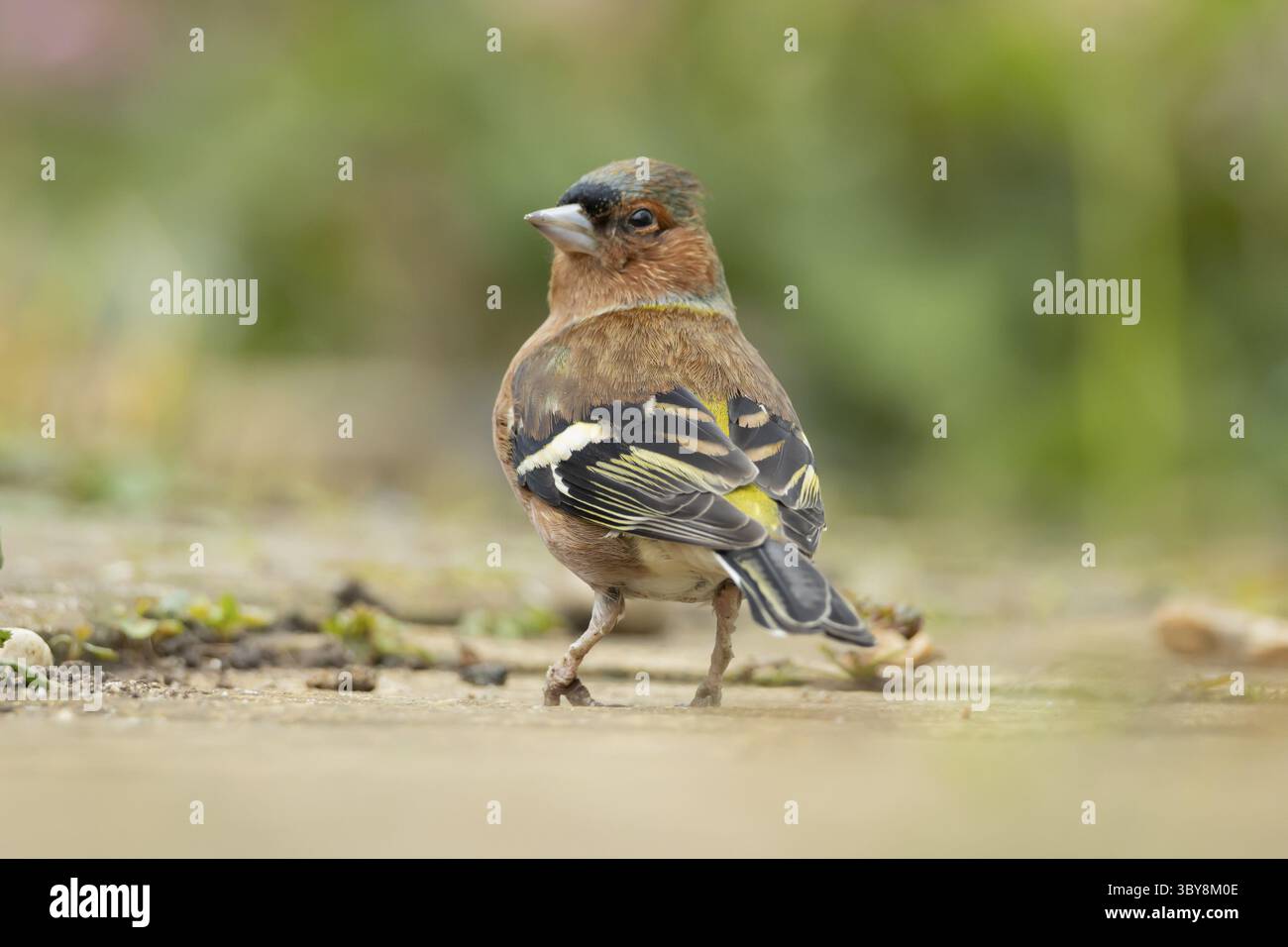 Zaffinch eurasiatico (Fringilla coelebs) uccello maschio adulto su un sentiero in giardino, Inghilterra, Regno Unito Foto Stock