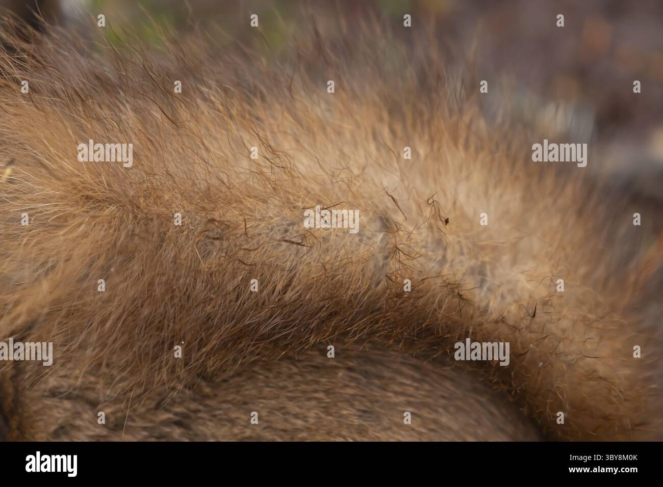 Scoiattolo rosso (Sciurus vulgaris) animale adulto primo piano della sua pelliccia, Inghilterra, Regno Unito Foto Stock