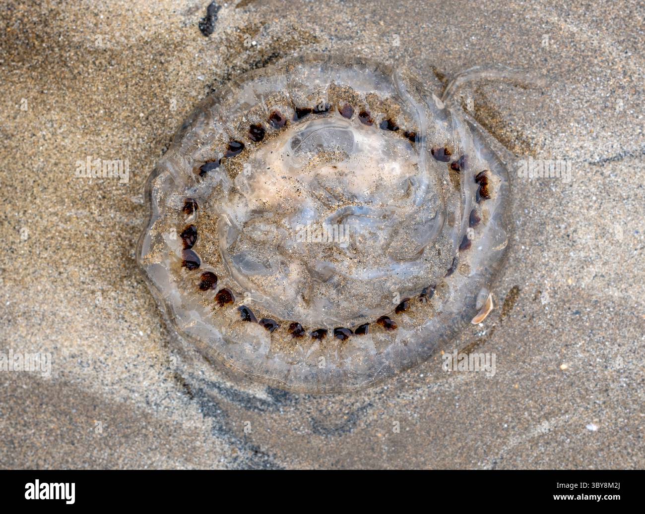 Meduse sulla spiaggia nel Pembrokeshire Galles occidentale Regno Unito Foto Stock