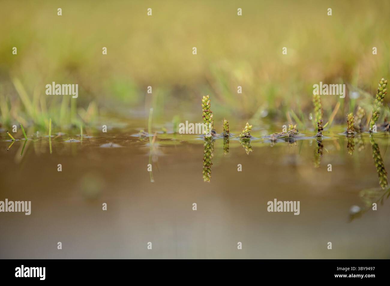 Frutto dell'ampia piantana Foto Stock