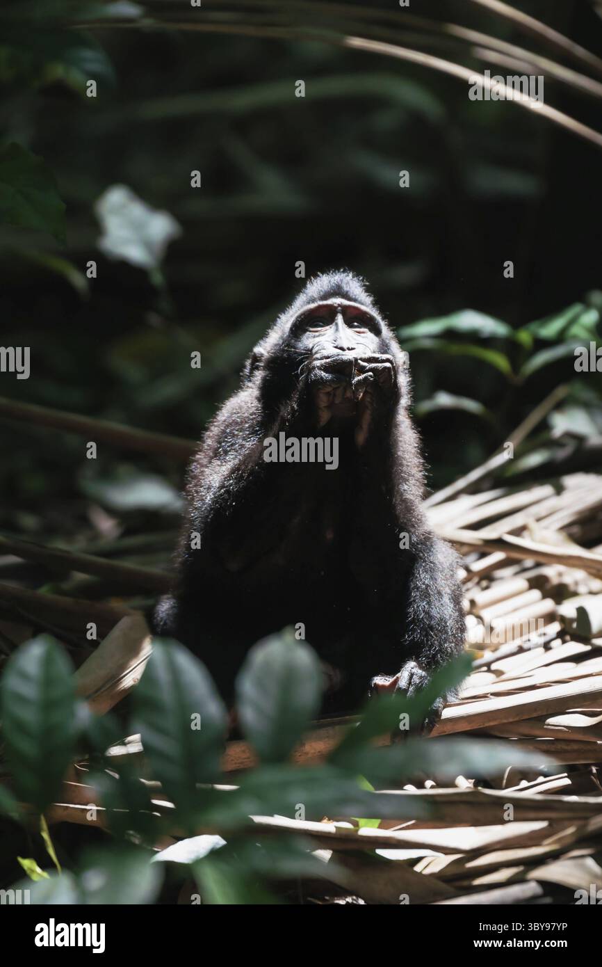 Young Celebes Crested Macaque, Macaca nigra, sembra di pregare nella foresta del Parco Nazionale di Tangkoko, Sulawesi, Indonesia Foto Stock