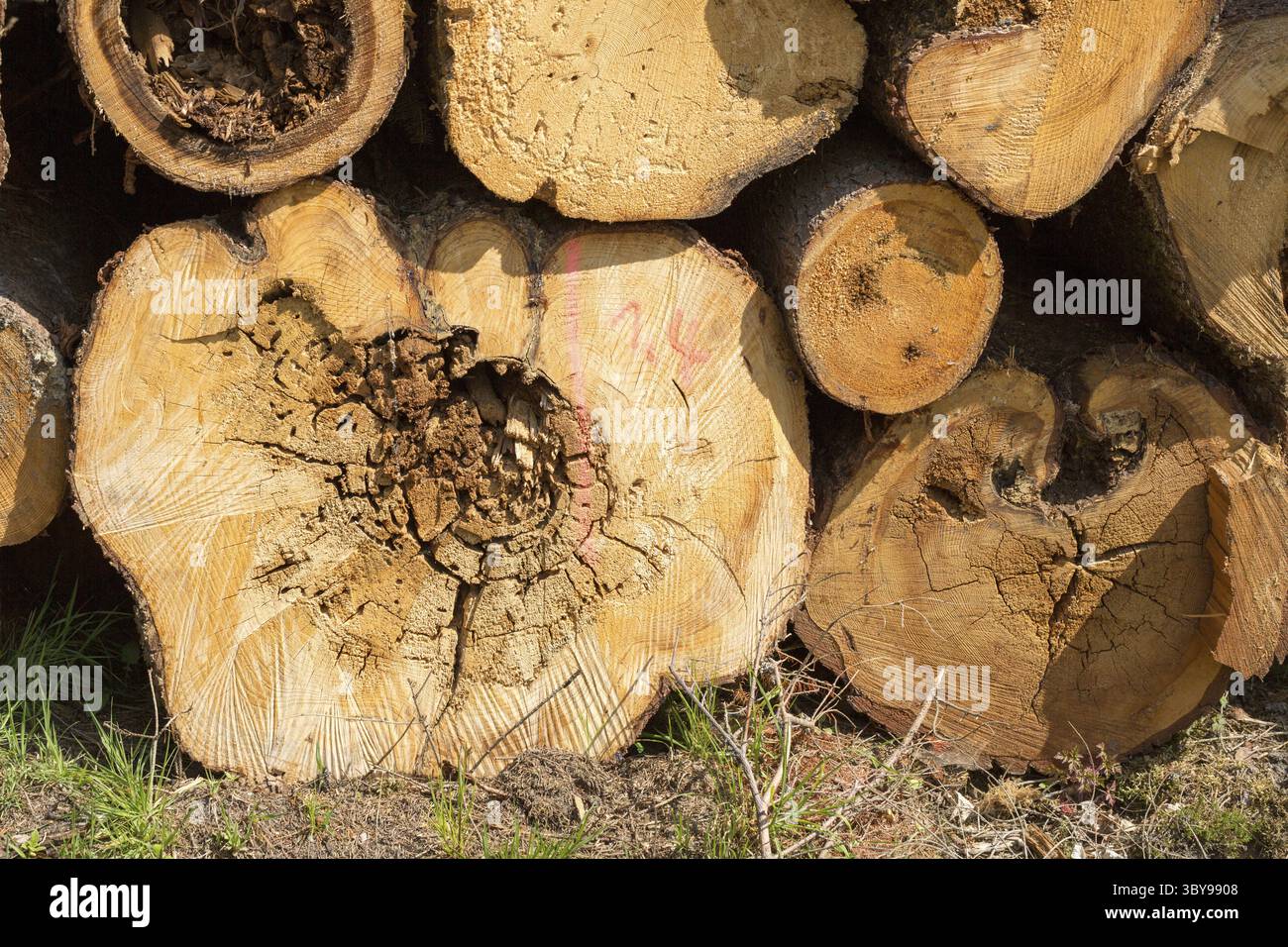 Marciume del nucleo su tronchi di alberi segati Foto Stock