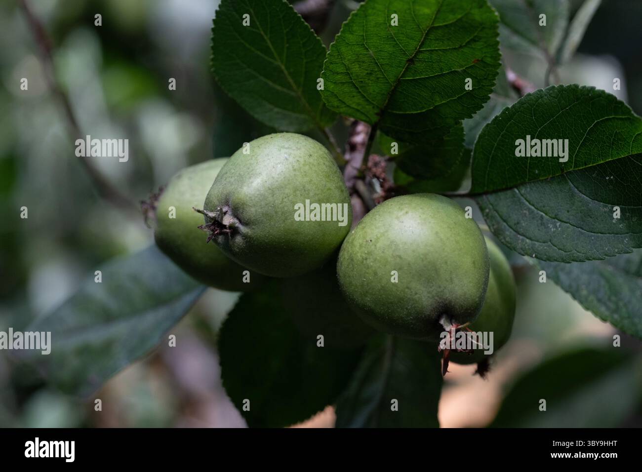 All'inizio della stagione si sviluppano tre mele da cucina su un albero di brach con foglie. Foto Stock