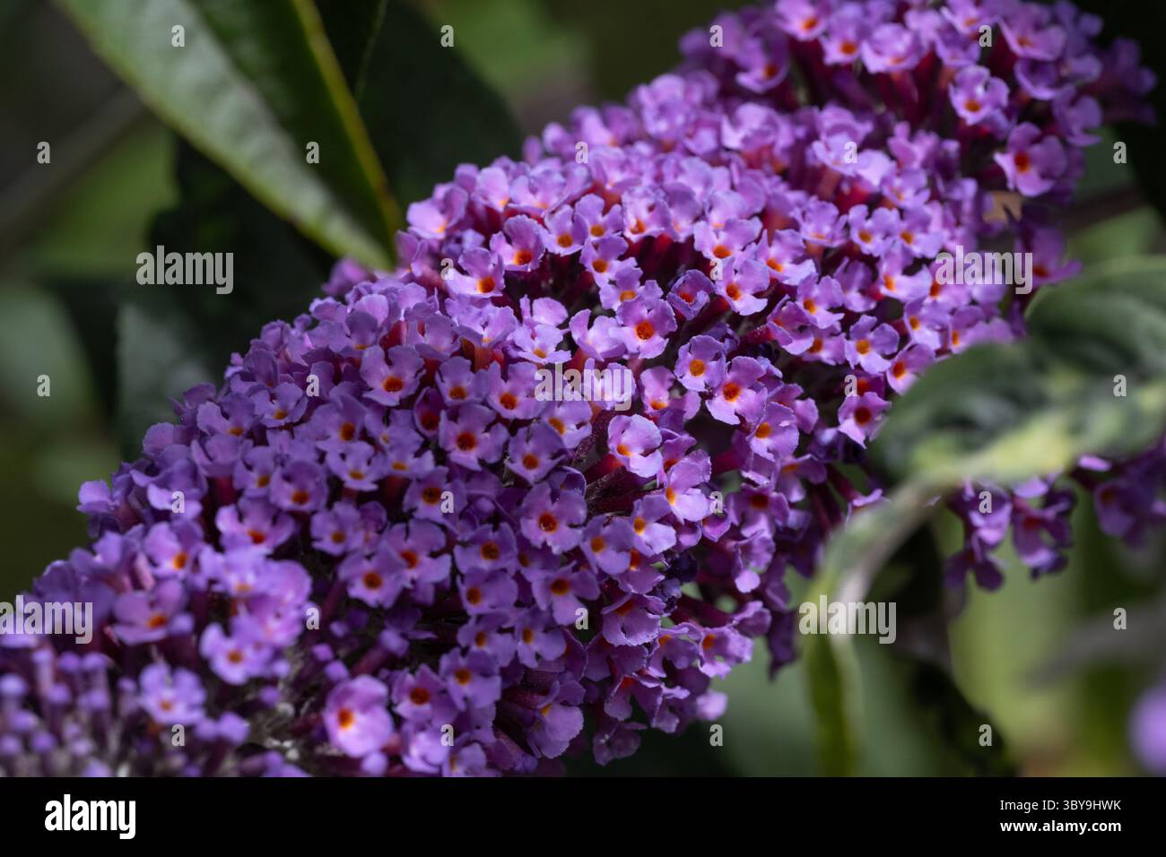 Primo piano dei fiori di un cespuglio di Buddleja comunemente conosciuto come un cespuglio di farfalle in quanto è un importante impollinatore e popolare tra le farfalle. Foto Stock